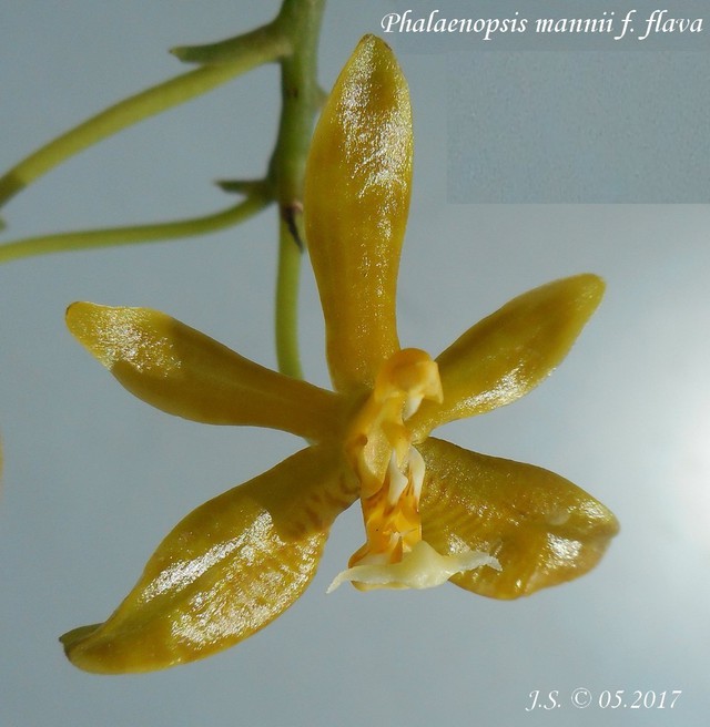 Phalaenopsis mannii f. flava 17051404591611420015041206