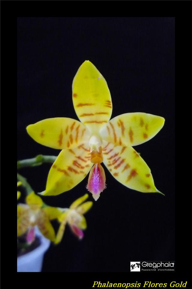 Phalaenopsis Flores Gold (floresensis x amboinensis f. flava) 17052512040217991315059379