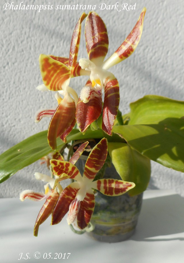 Phalaenopsis sumatrana Dark Red 17052610212511420015062186