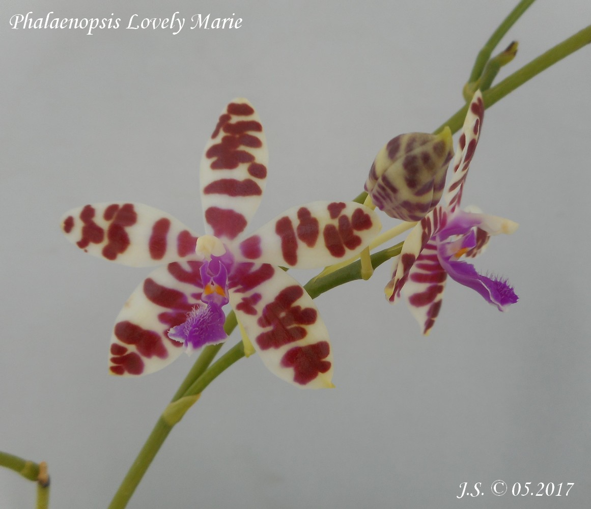Phalaenopsis Lovely Marie (bastianii x mariae) 17060111525611420015072718