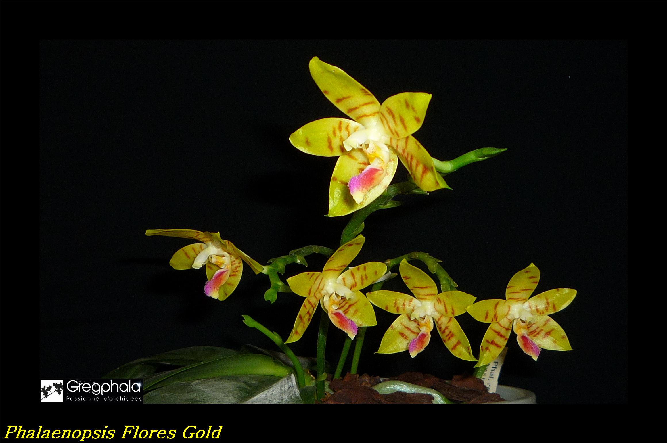 Phalaenopsis Flores Gold 17060408564317991315076036