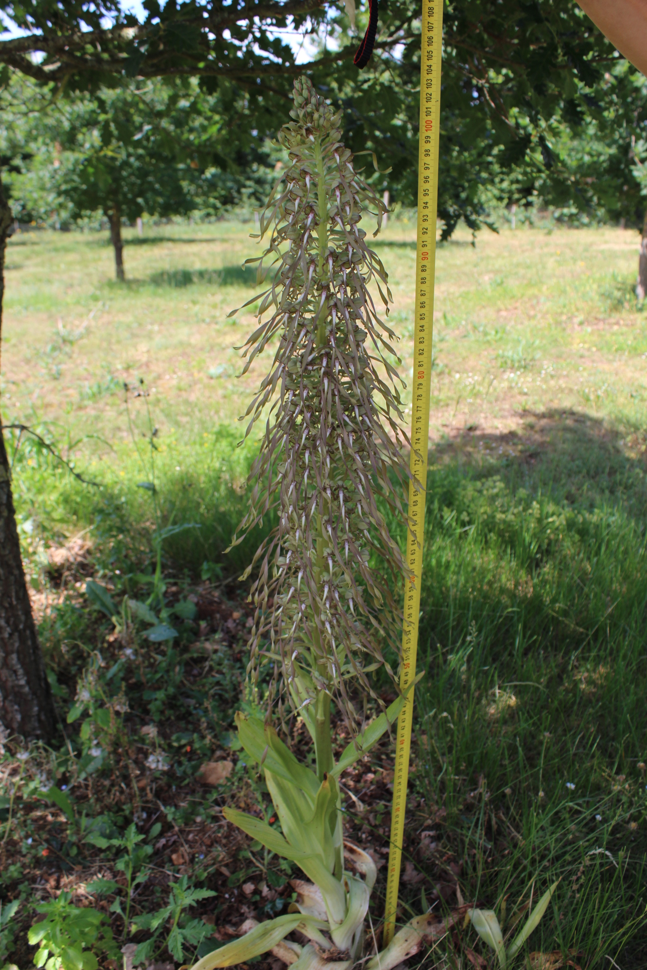 orchis bouc 05 06 2017 002