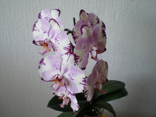  Phalaenopsis hybride 'Magic Art' 17060601085220151715079306