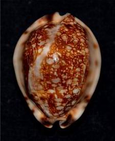 Mauritia maculifera martybealsi - Lorenz, 2002 - Page 3 17061104571614587715089206