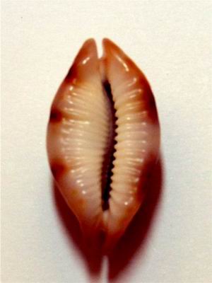 Bistolida stolida - (Linnaeus, 1758) - Niger & Rostrée - Page 3 17061104571914587715089211