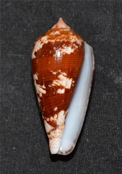 Conus (Pionoconus) fischoederi   Röckel & da Motta, 1983 17061104594214587715089215