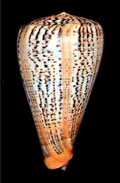 Conus (Dendroconus) suratensis  Hwass in Bruguière, 1792 - Page 2 17061104594314587715089216