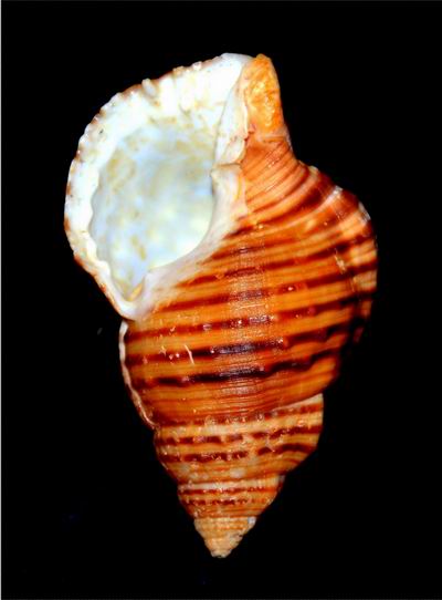 Cymatiidae Argobuccinum pustulosum ([Lightfoot], 1786) 17061105011614587715089220