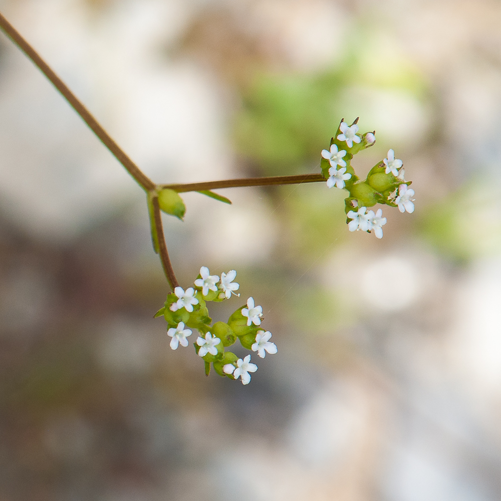 Valerianella dentata? 1706110720563187615089591