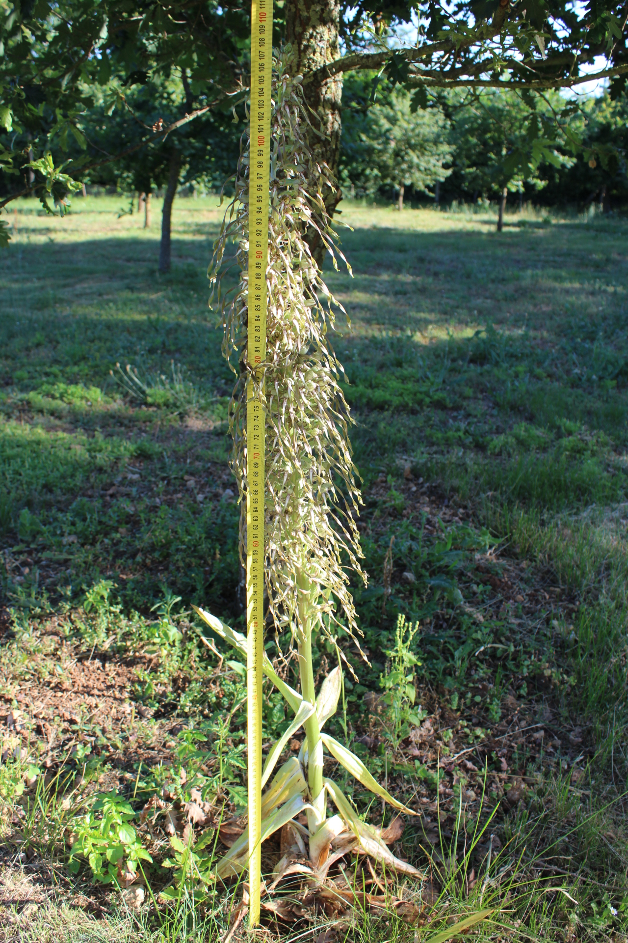 orchis bouc 12 06 2017 002