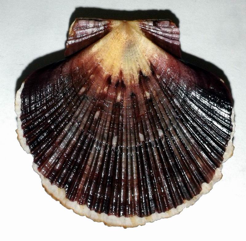 Euvola ziczac - (Linnaeus, 1758) 17061509292014587715097242