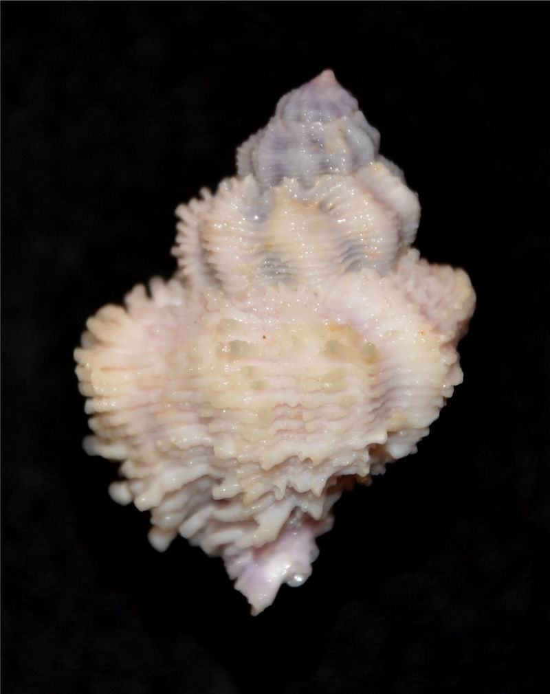 Coralliophila bulbiformis (Conrad, 1837)  17061606030114587715097992