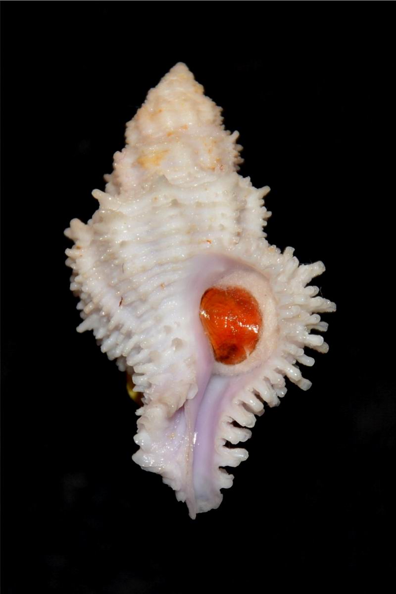 Coralliophila fearnleyi (Emerson & D'Attilio, 1965) 17061606030314587715097993