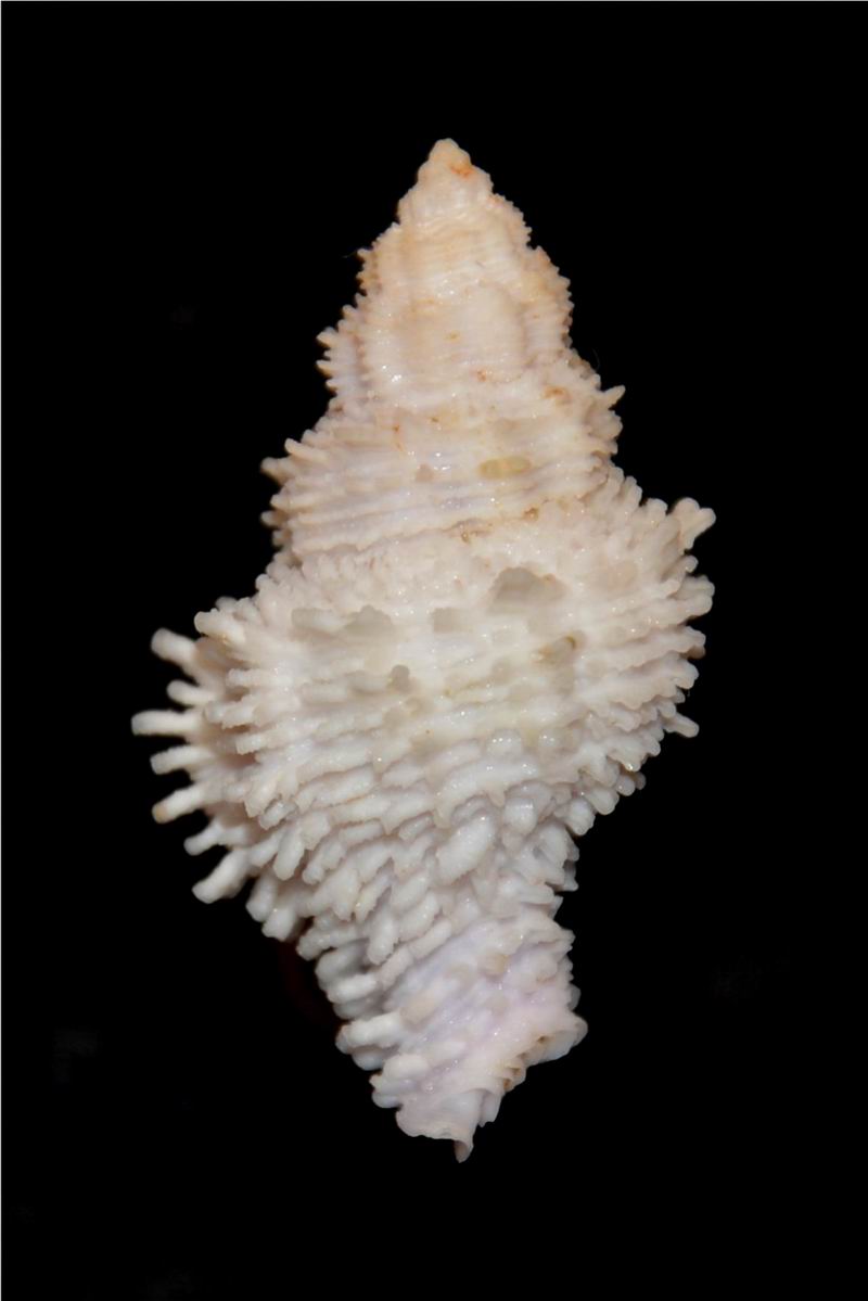 Coralliophila fearnleyi (Emerson & D'Attilio, 1965) 17061606030414587715097994