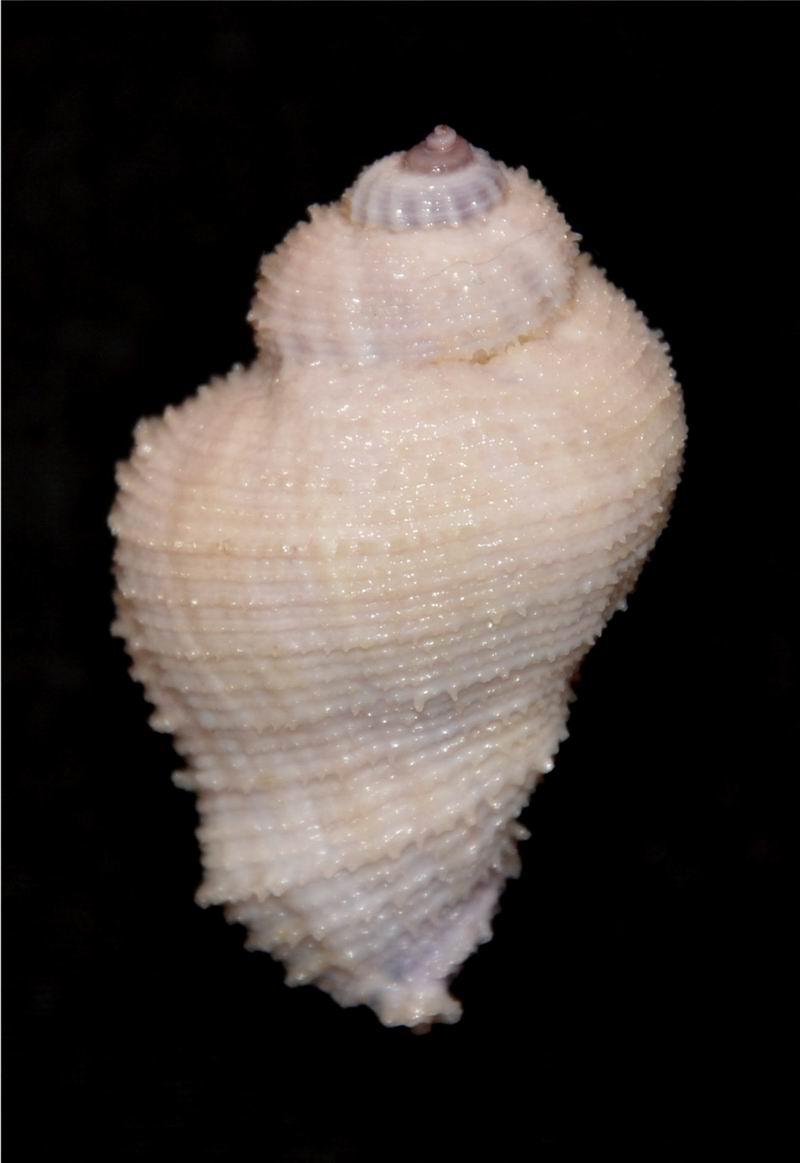Coralliophila radula (A. Adams, 1855) 17061606030514587715097996