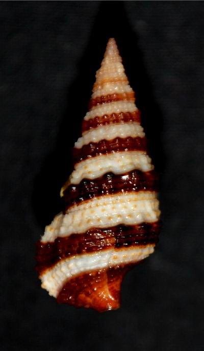 Cerithium zonatum (2)