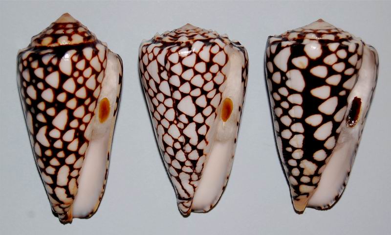 Conus (Conus) marmoreus (Linnaeus, 1758) - Page 3 17061708551214587715099645