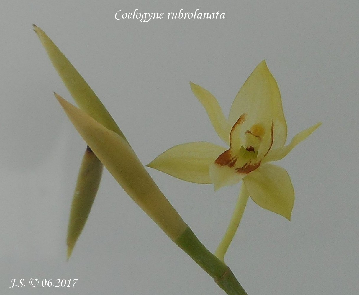 Coelogyne rubrolanata 17061909442011420015102034