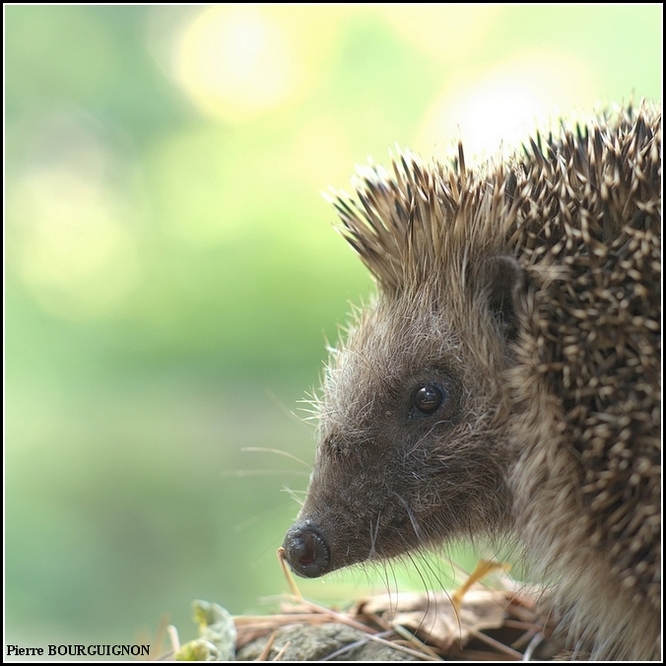 Hérisson (Erinaceus europaeus), photographie animalière par Pierre ...