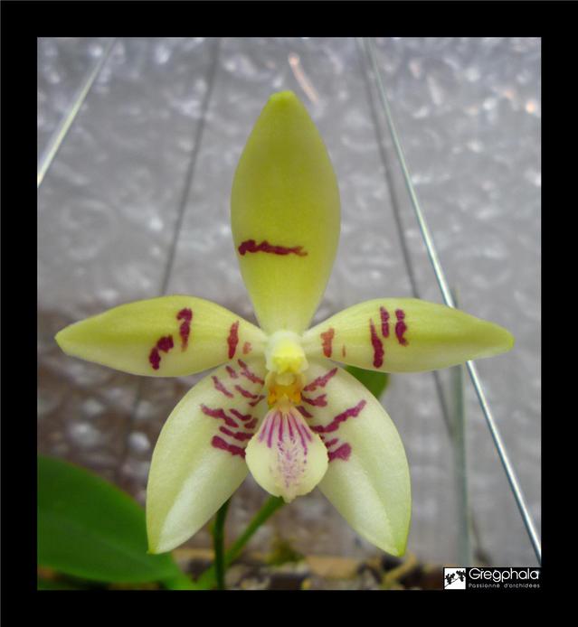 Phalaenopsis Tein Noi 17062411395917991315111294
