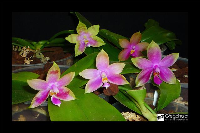 Phalaenopsis Venosasp x bellina Green 17062411400817991315111296