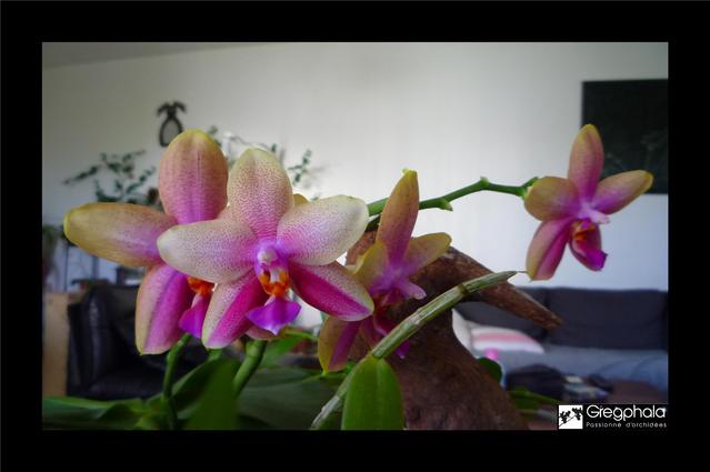 Phalaenopsis Sweet Memory 17062411401517991315111298