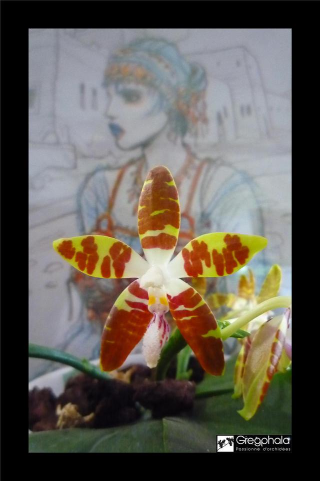 Phalaenopsis sumatrana 17062411401917991315111299