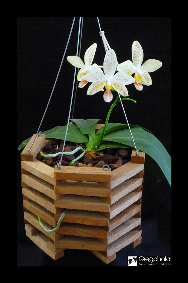 Phalaenopsis Tetrastar (stuartiana var. nobilis x tetraspis) 17062503271417991315111841