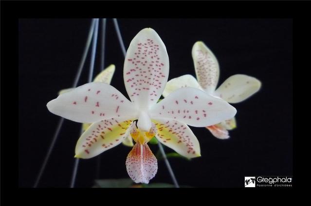 Phalaenopsis Tetrastar (stuartiana var. nobilis x tetraspis) 17062503271717991315111842