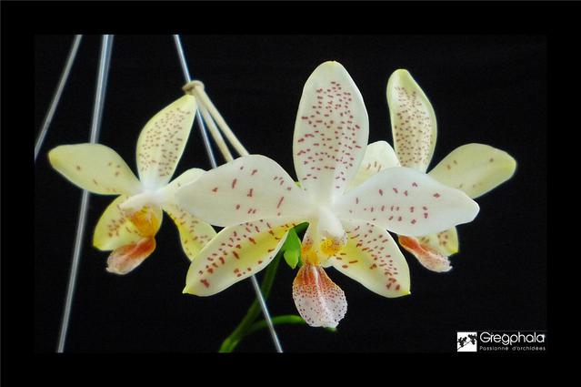 Phalaenopsis Tetrastar (stuartiana var. nobilis x tetraspis) 17062503272217991315111843