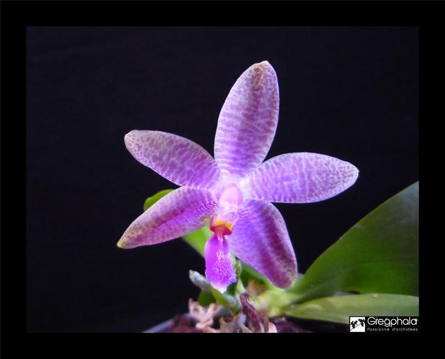 Phalaenopsis Sulaceous (sumatrana x violacea) 17063012235217991315122058