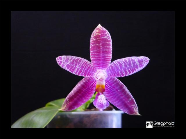 Phalaenopsis Sulaceous (sumatrana x violacea) 17063012240017991315122059