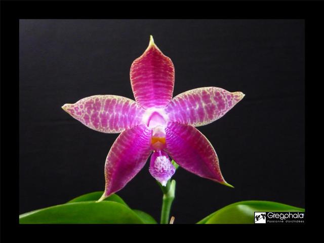 Phalaenopsis Sulaceous (sumatrana x violacea) 17063012240917991315122060