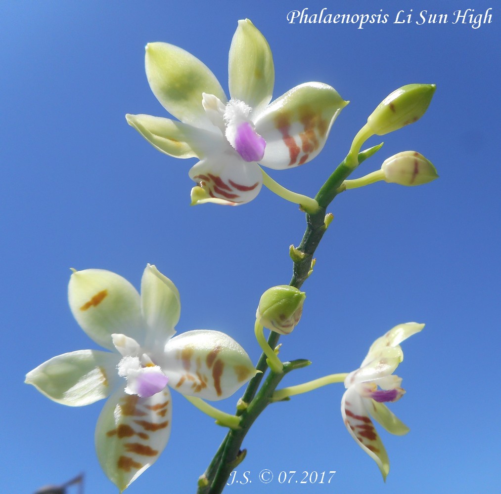 Phalaenopsis Li Sun High (tetraspis x mariae) 17070512325711420015131386