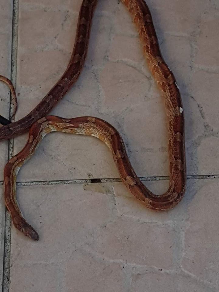 19883688_1352543434867366_978909947_n