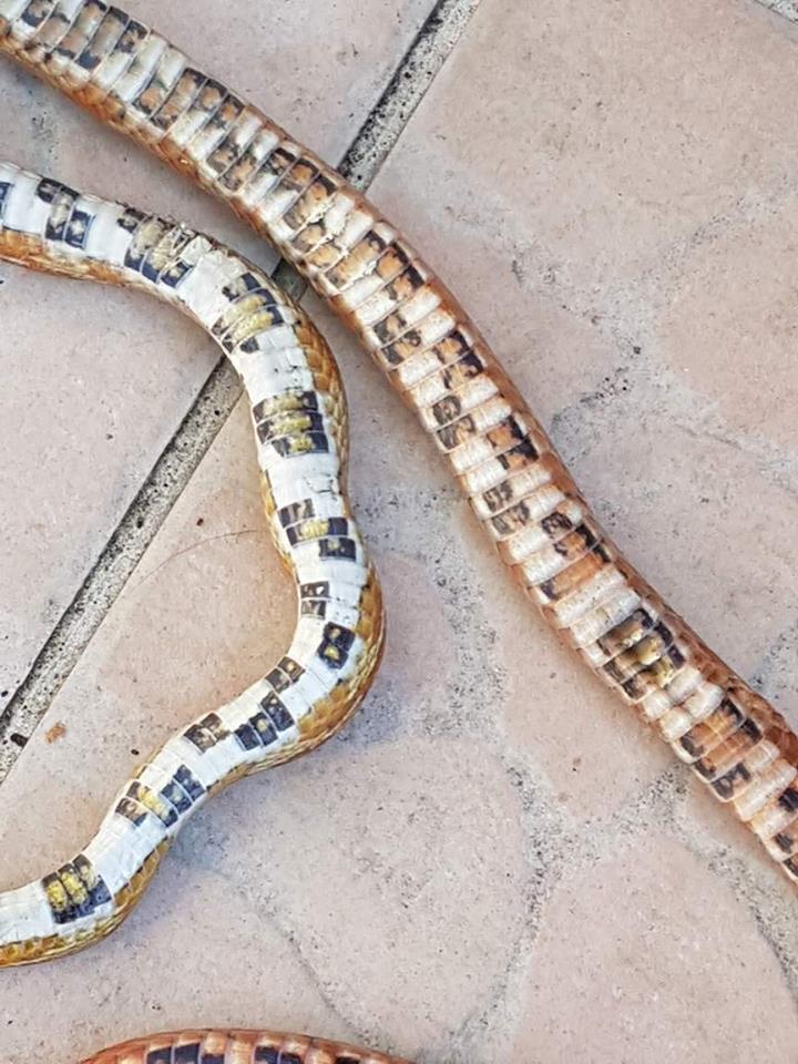 19883846_1352543418200701_192767448_n