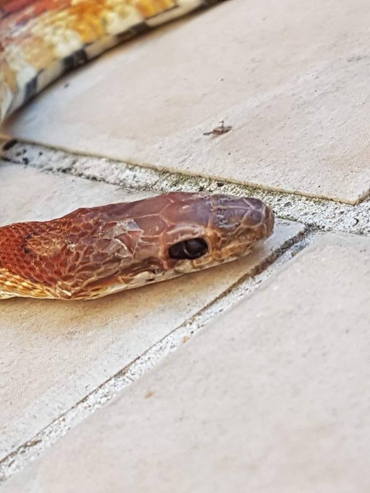 19894151_1352543734867336_1900562624_n