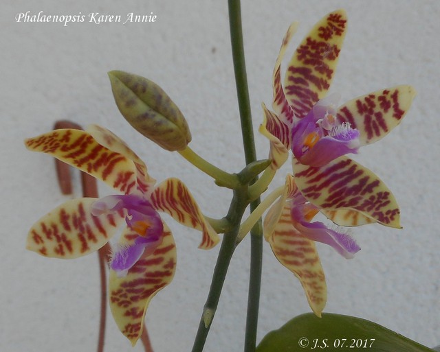 Phalaenopsis Karen Annie 17071409161311420015149112