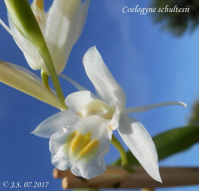 Coelogyne schultesii (forme blanche) 17071611163111420015151967