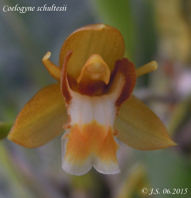 Coelogyne schultesii (forme blanche) 17071611335211420015151975