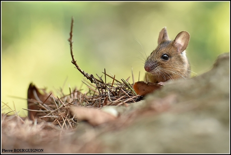 Mulot sylvestre (Apodemus sylvaticus) par Pierre BOURGUIGNON ...