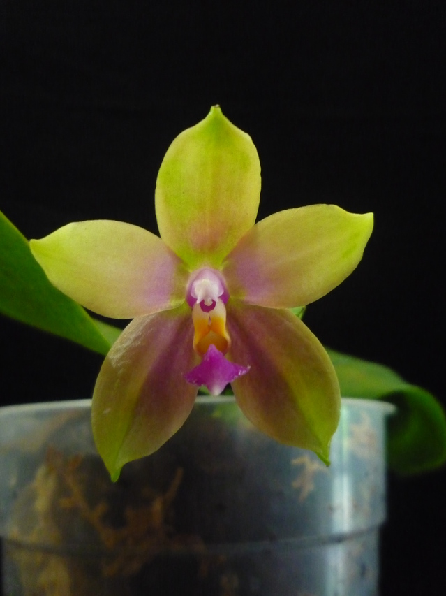 Phalaenopsis Venosasp x bellina Green 17072710140317991315173390