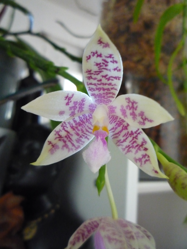 Phalaenopsis speciosa x hieroglyphica 17072710143317991315173391