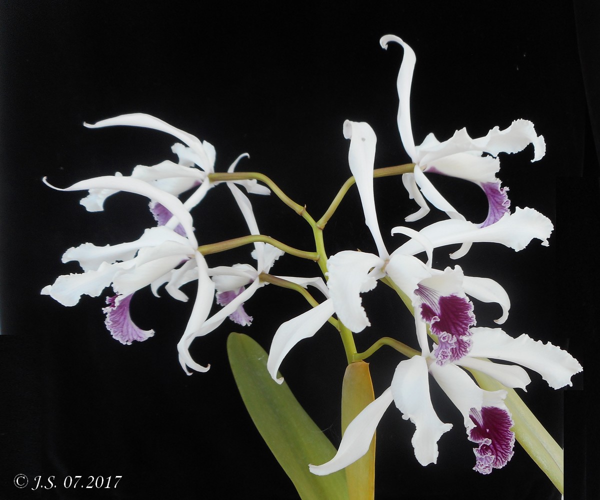 Cattleya (Laelia) crispa 17072908595011420015179647