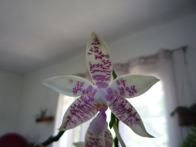 Phalaenopsis speciosa x hieroglyphica 17080108211117991315183767