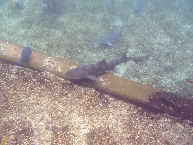 019 - Shark Reef 053