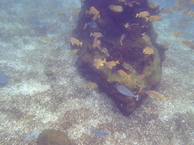 019 - Shark Reef 055