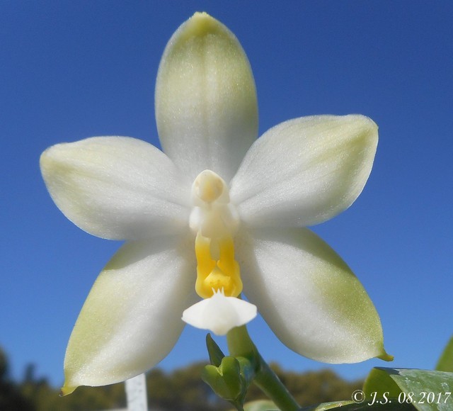 Phalaenopsis violacea f. alba 17091412053211420015268014