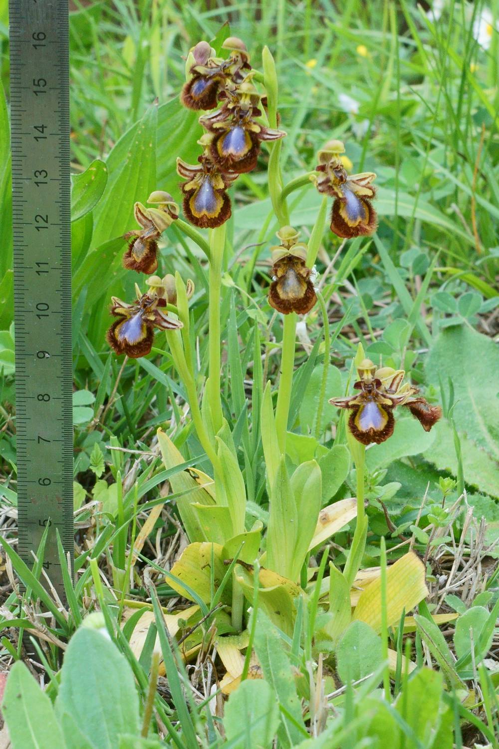 NB28386R3.h267-150r47.3 - Ophrys speculum (l'Ophrys miroir) [Orchidaceae - Orchidales - Plantes] - plant (H.pl ~ 16 cm) fleuri (l.lab ~ 11 mm) - friche en terrasse