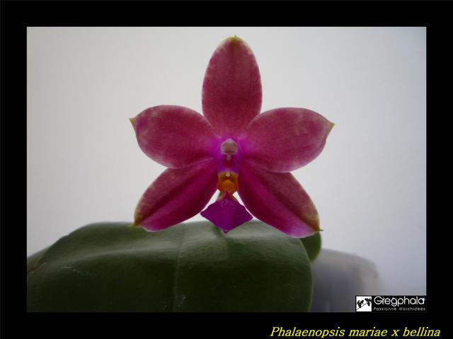 Phalaenopsis mariae x bellina 17092601240417991315287535